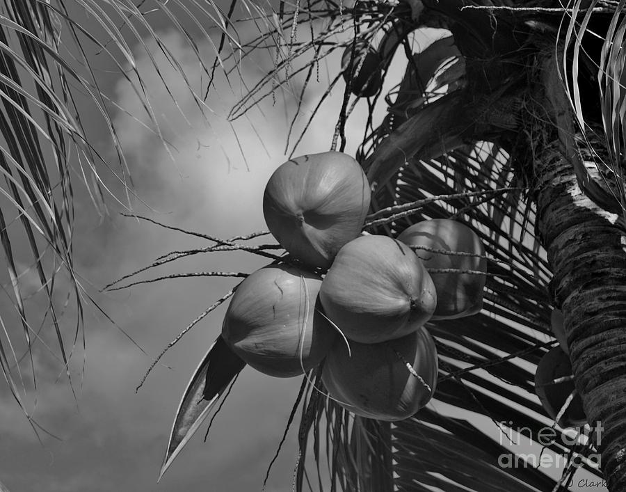 Black And White Photograph - Bunch of Coconuts by John Clark