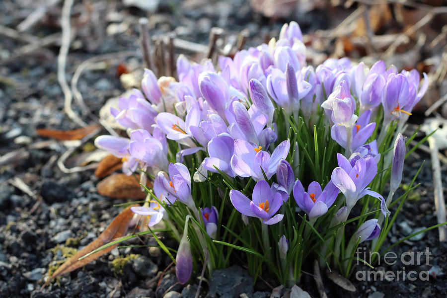 Spring Photograph - Bunch of crocuses by Michal Boubin