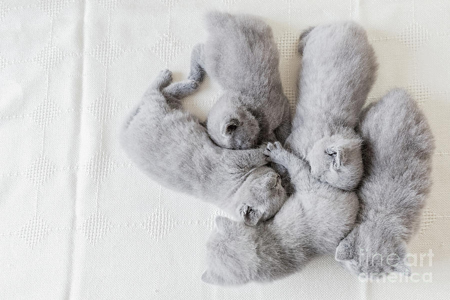 Bunch of fluffy cats. British shorthair. Photograph by Michal Bednarek