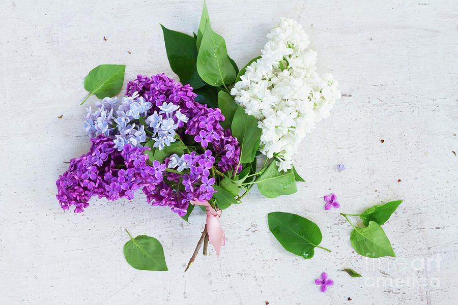Bunch of Fresh Lilac Photograph by Anastasy Yarmolovich