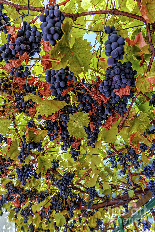 Gazebo Of Grapes Photograph By Viktor Birkus