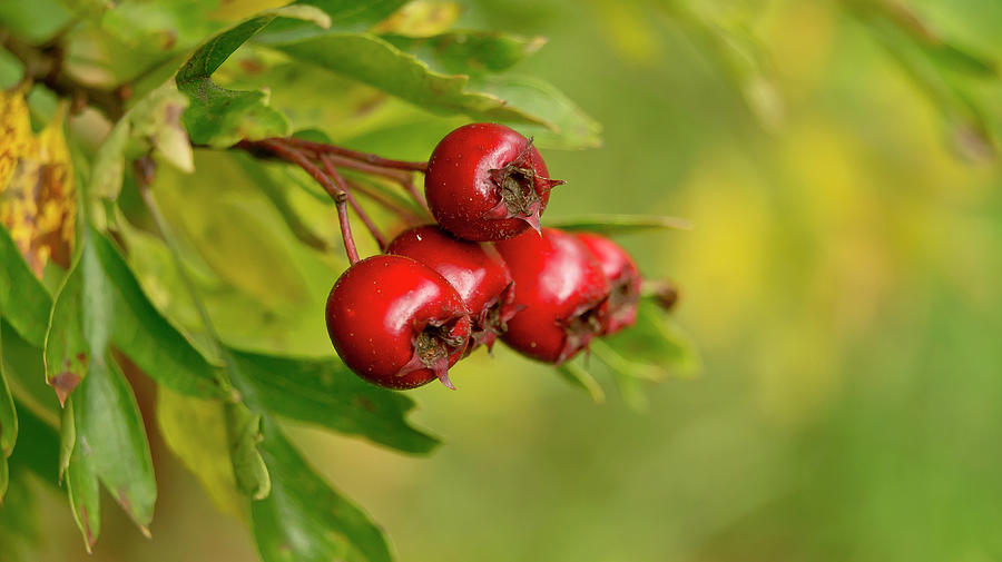 Bunch of Hawthorn berries Photograph by Elena Perelman