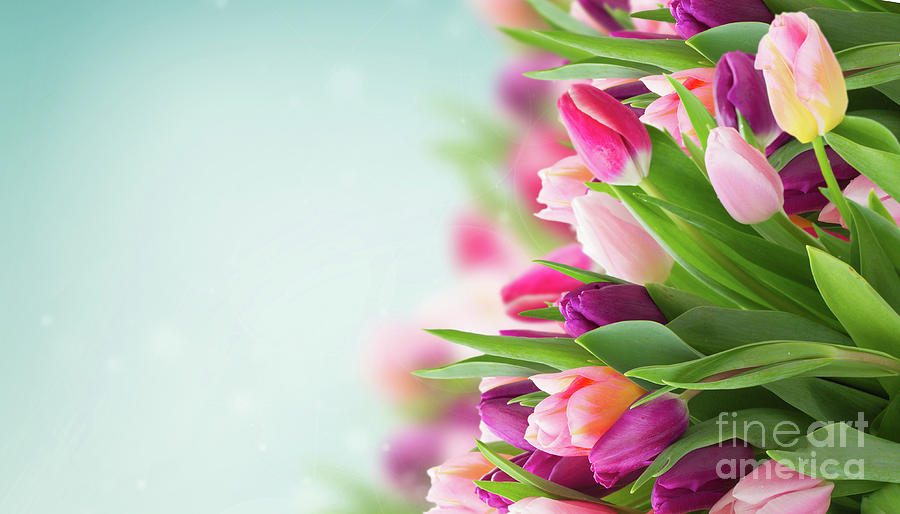 Pink and Purple Tulips Photograph by Anastasy Yarmolovich