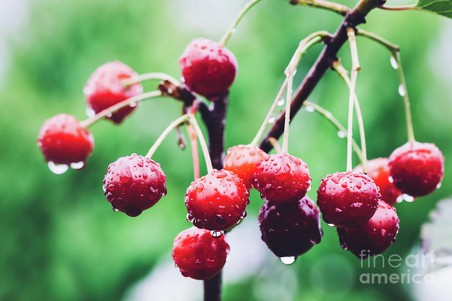 Bunch of red cherries on a branch Photograph by Michal Bednarek