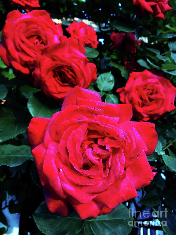 Bunch Of Roses Photograph by Jasna Dragun