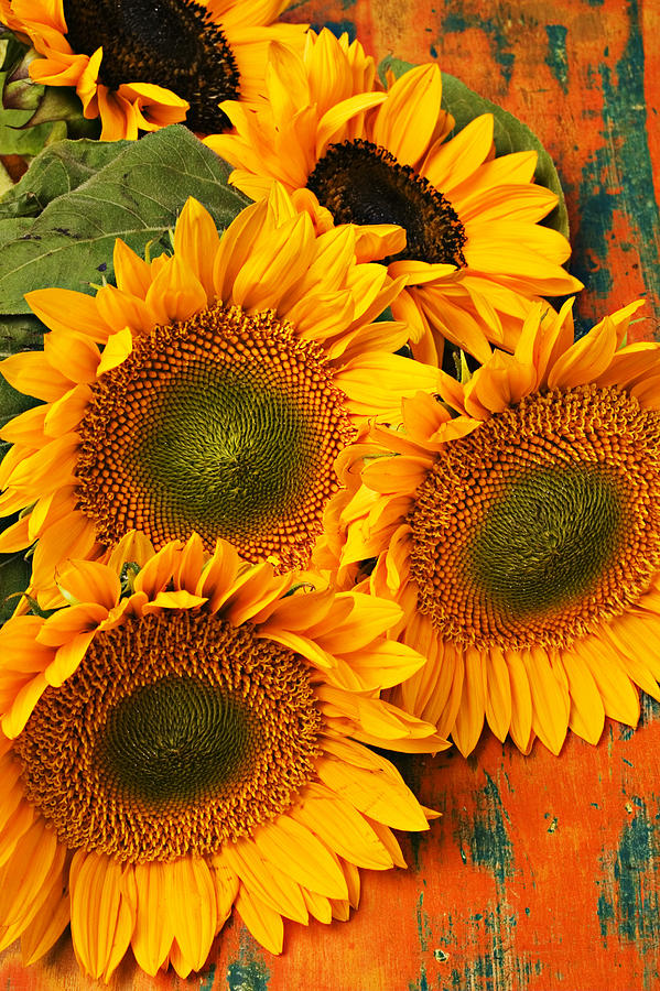 Bunch of sunflowers Photograph by Garry Gay
