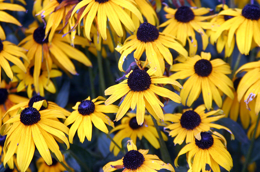 Bunch Of Yellow Photograph by Jez C Self