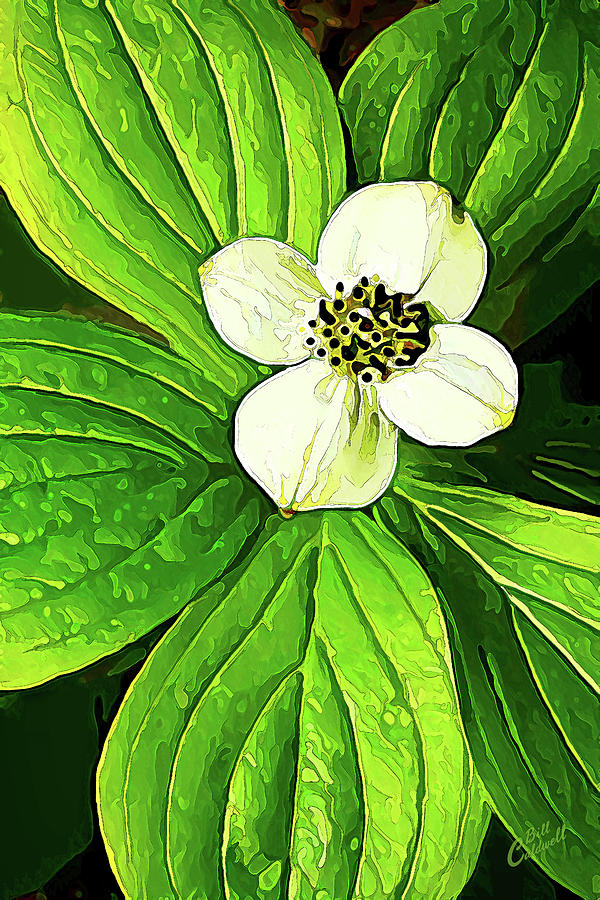Bunchberry Blossom Photograph by ABeautifulSky Photography by Bill Caldwell