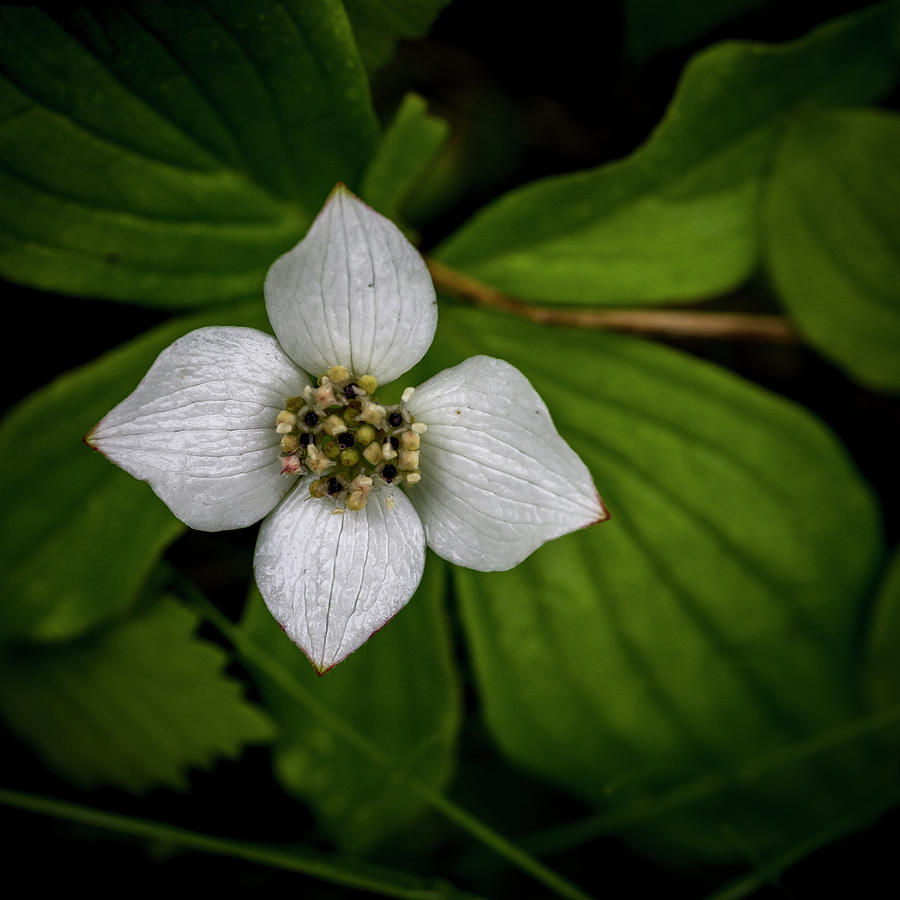 Bunchberry Dogwood on Gloomy Day Photograph by Darcy Michaelchuk