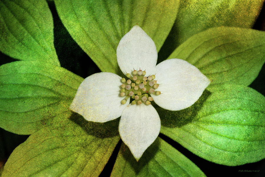 Bunchberry Flower Photograph by WB Johnston