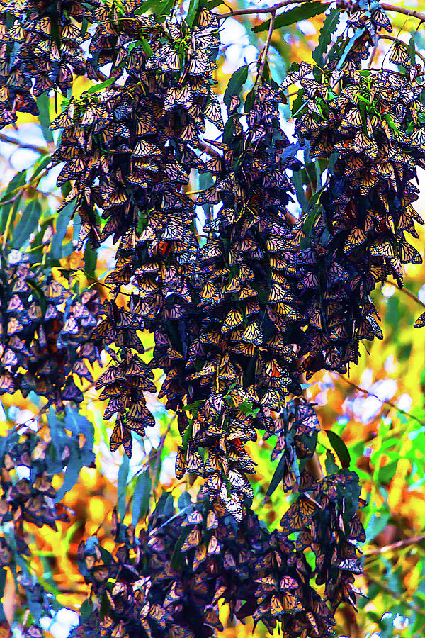 Tree Photograph - Bunches Of Monarchs by Garry Gay