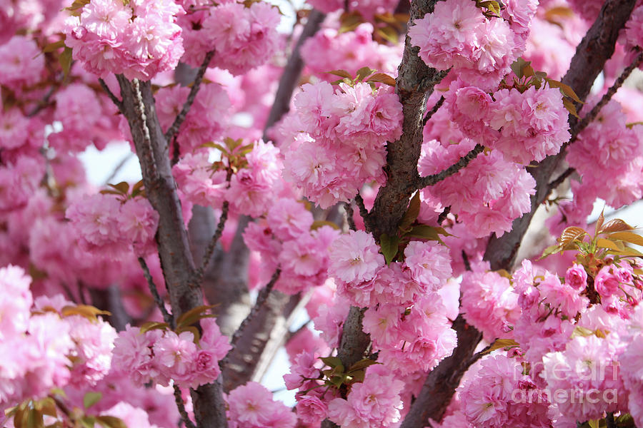 Bunches of Pink Blossoms by Carol Groenen Bunches of Pink Blossoms by Carol Groenen