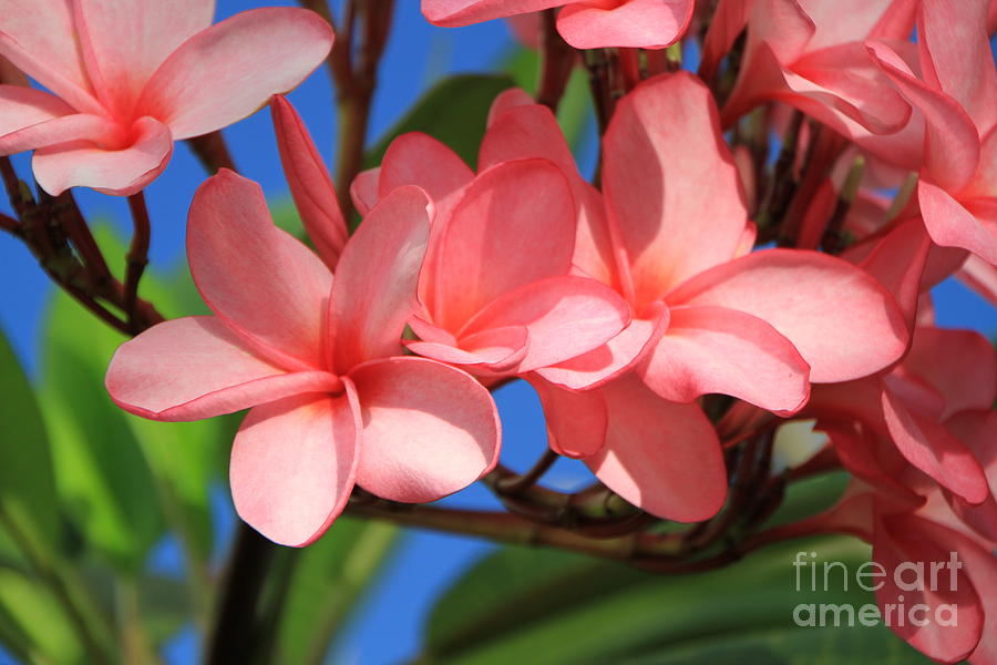 Bunches of Pink Plumerias Photograph by Edward R Wisell