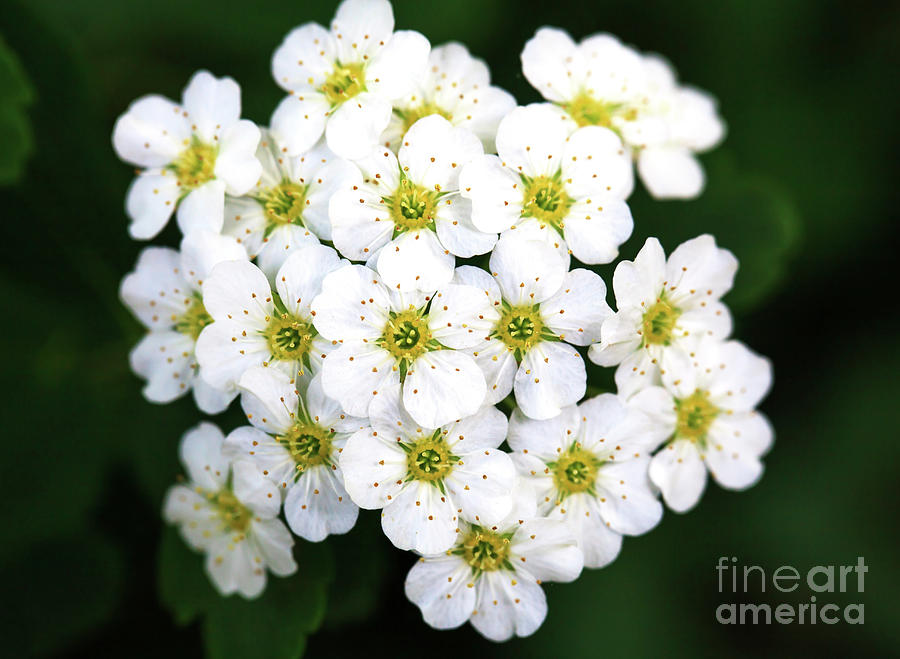 Bundle of White Flowers Photograph by John Rizzuto