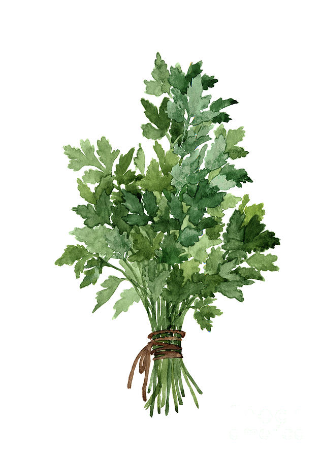 Bundle of fresh parsley tied with dark brown string by Joanna Szmerdt