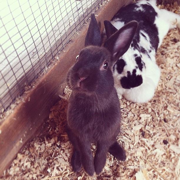 Rabbit Photograph - Bunnies! 🐇#bunny #rabbit #cute by Clarese Greig