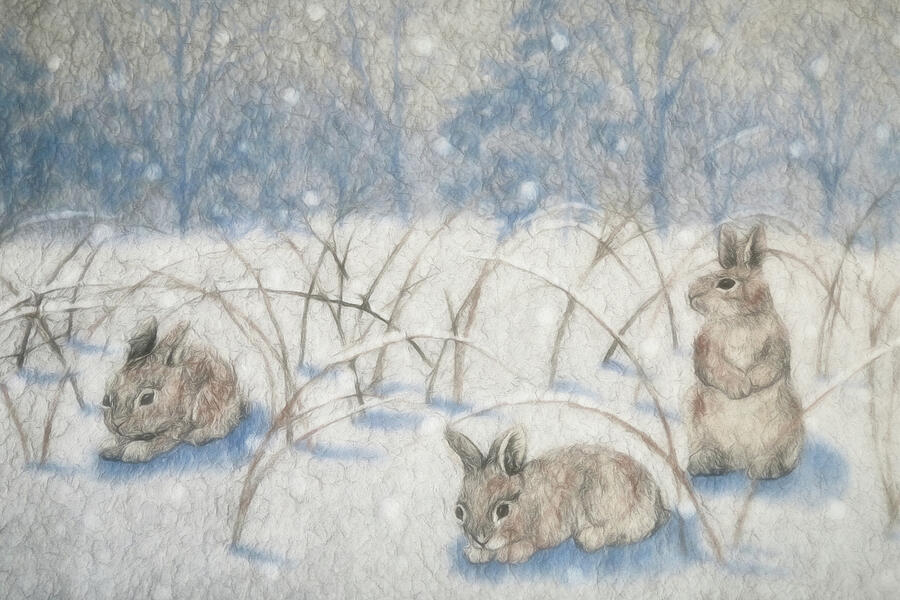 Bunnies In the Snow Photograph by Donna Kennedy