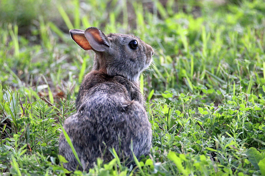 Bunny 3 Photograph by Brook Burling