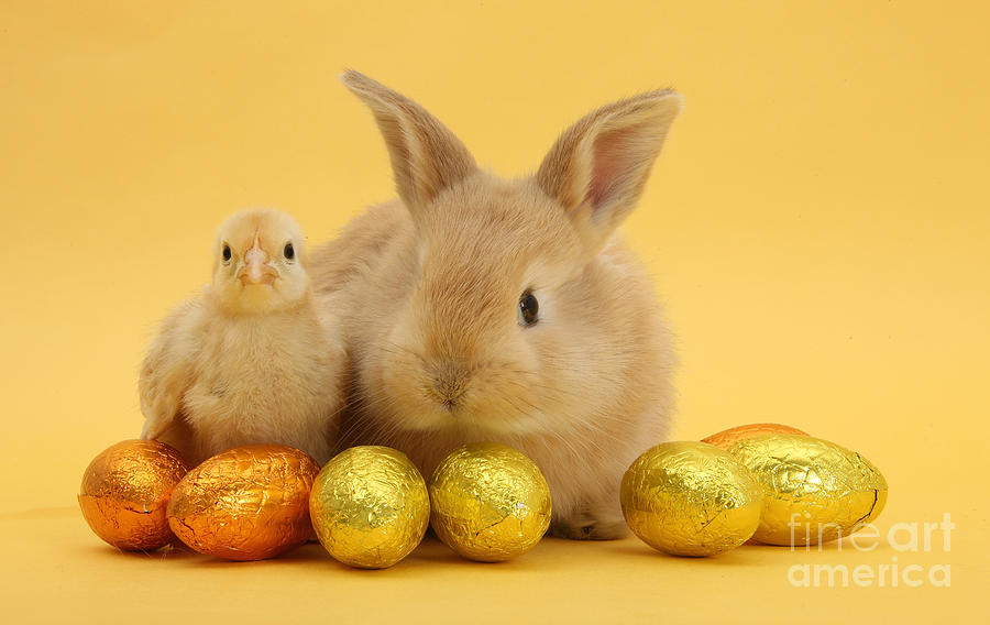 Bunny and Chick at Easter Photograph by Warren Photographic