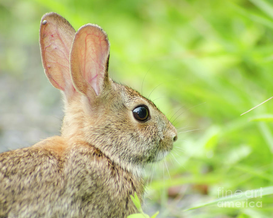 Bunny at Bombay Hook Wildlife Photo Photograph by PIPA Fine Art - Simply Solid