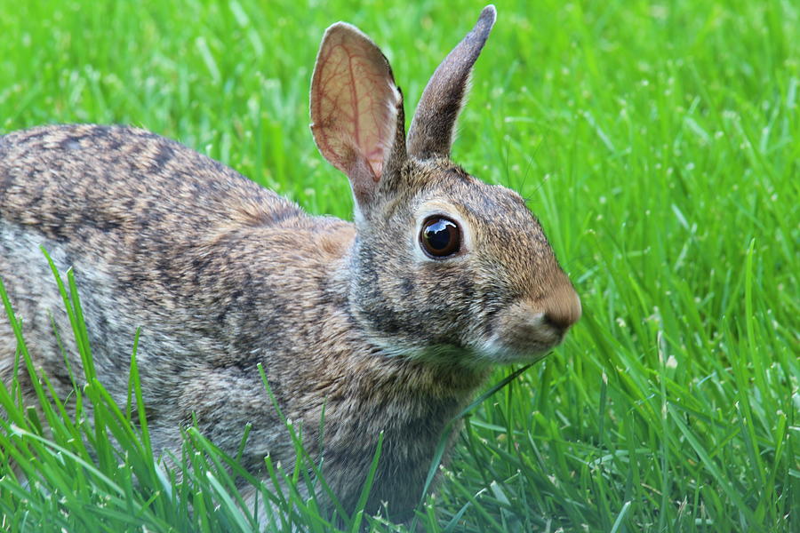 Bunny Big Eyes Photograph by Anand Rau