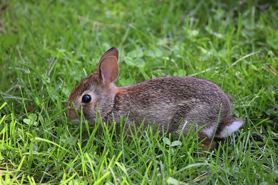 Bunny Bounty Photograph by Maria Keady - Fine Art America