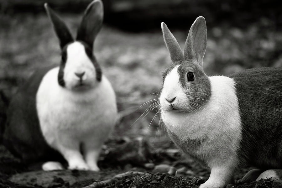 Bunny Buddies Photograph by Vicki Field - Pixels
