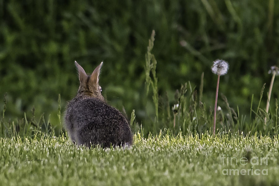 Bunny Butt Photograph by Jan Killian