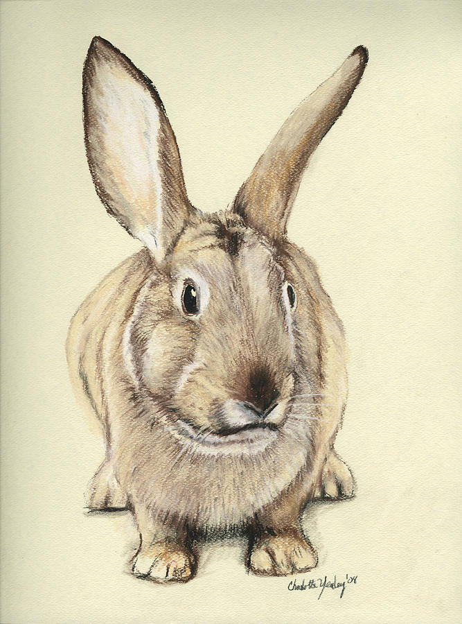 Bunny Drawing by Charlotte Yealey