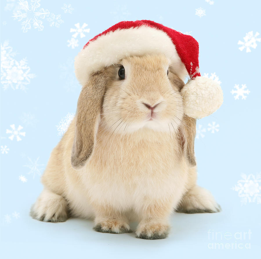 Bunny Christmas everyone Photograph by Warren Photographic