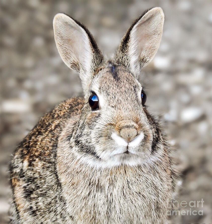 Bunny Closeup Photograph by Beth Myer Photography
