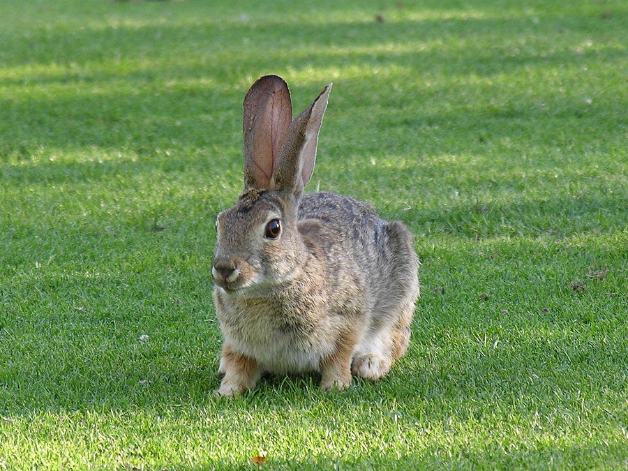 Bunny Photograph by Diane Lesser