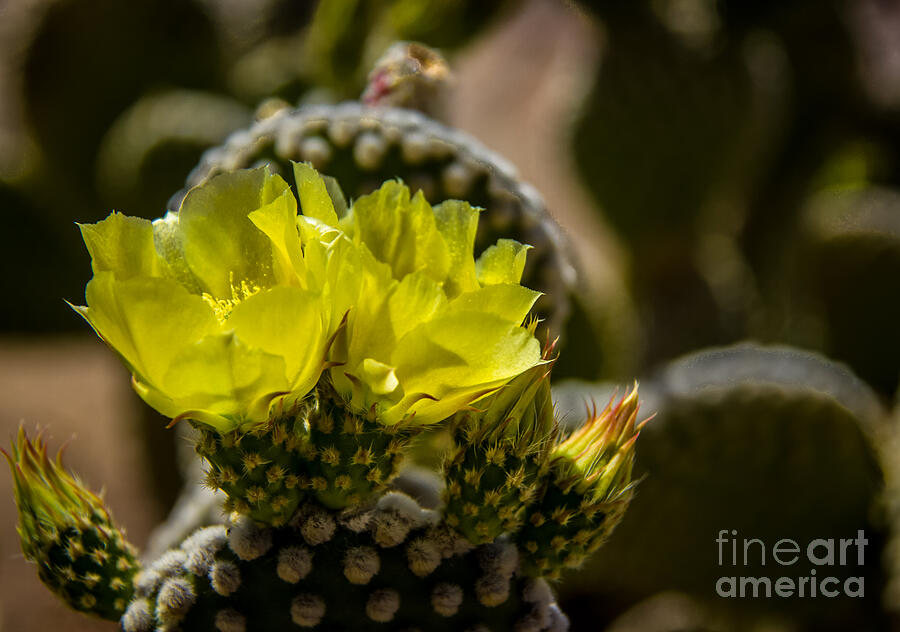 Bunny Ear Cactus Photograph by Robert Bales