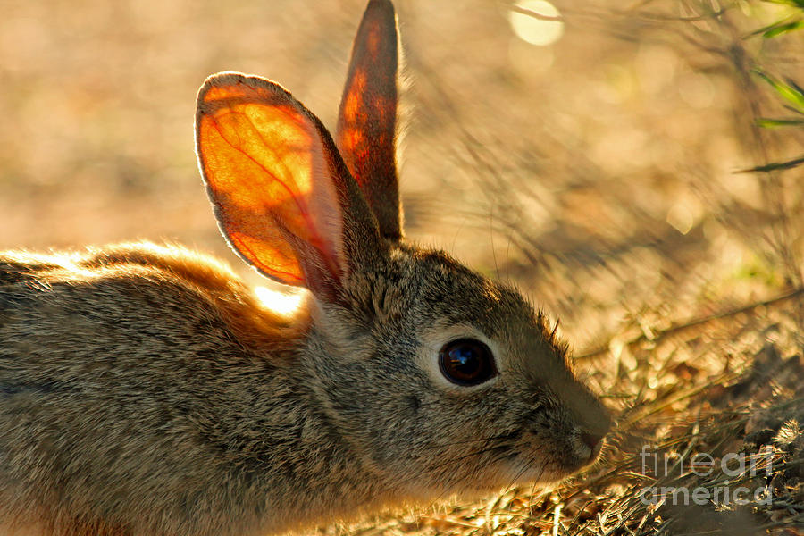 Bunny Ears Photograph by Afrodita Ellerman