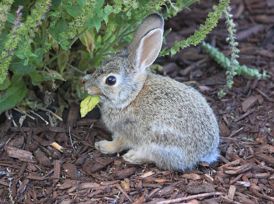 Bunny Eating Leaf Photograph by Gerri Duke