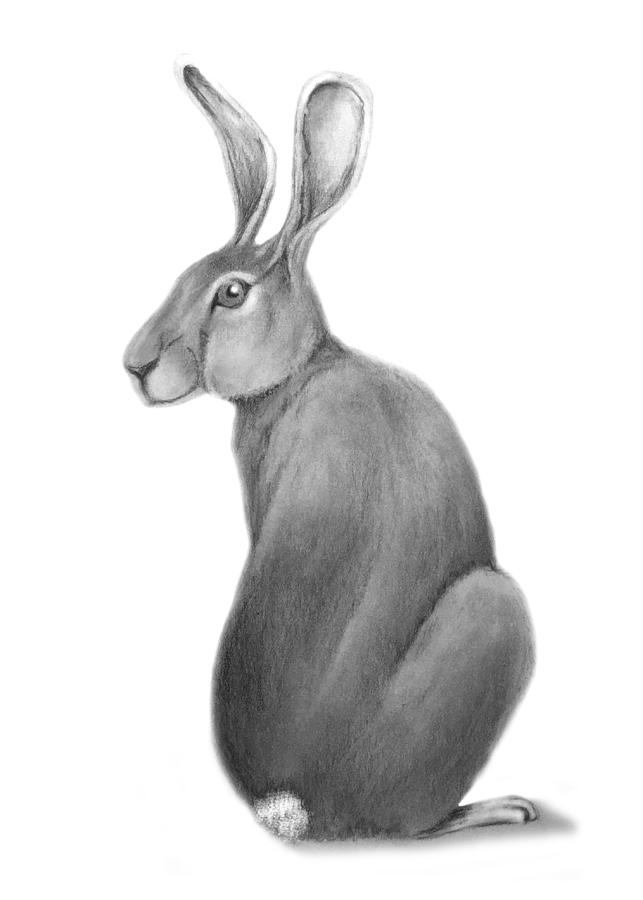 Bunny Drawing by Elizabeth Gyles Johnson