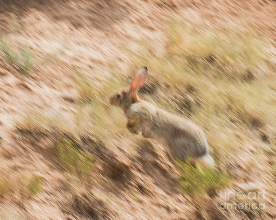 Bunny Hop Photograph by Steven Natanson