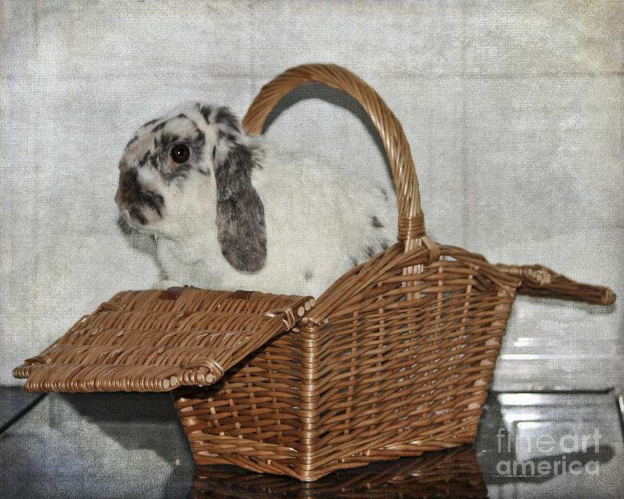 Easter Photograph - Bunny in a Basket by Terri Waters