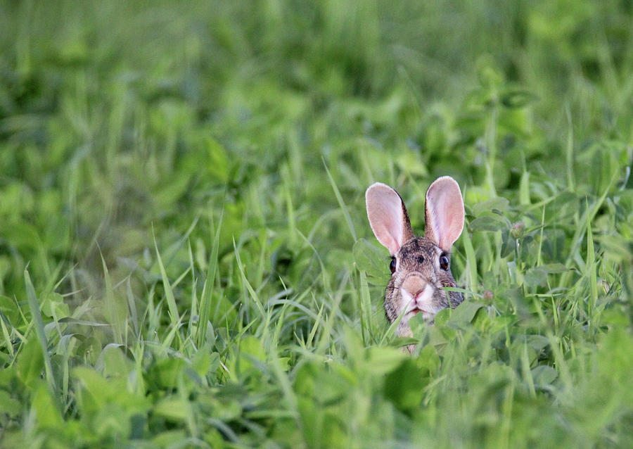 Bunny in Grass 2 Photograph by Brook Burling
