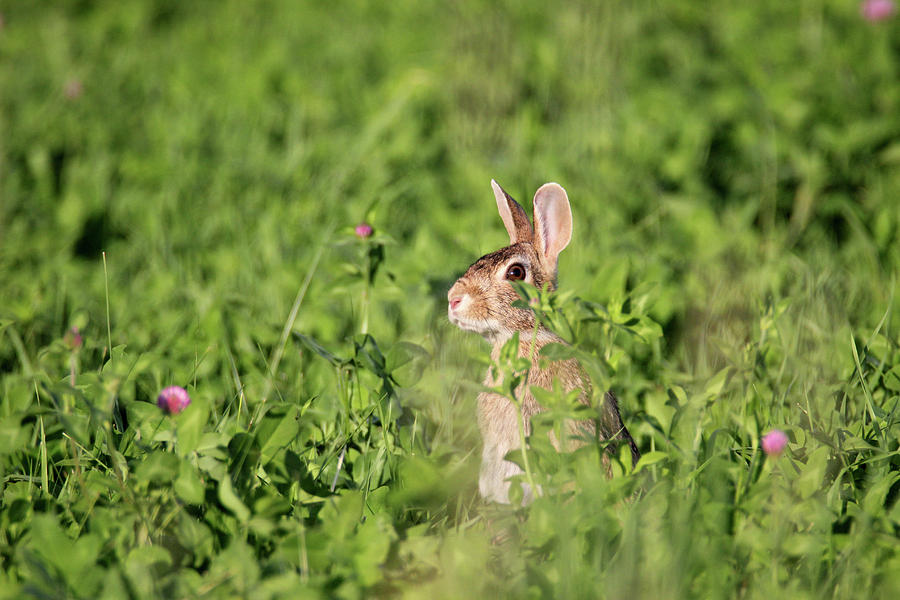 Bunny in Grass 3 Photograph by Brook Burling
