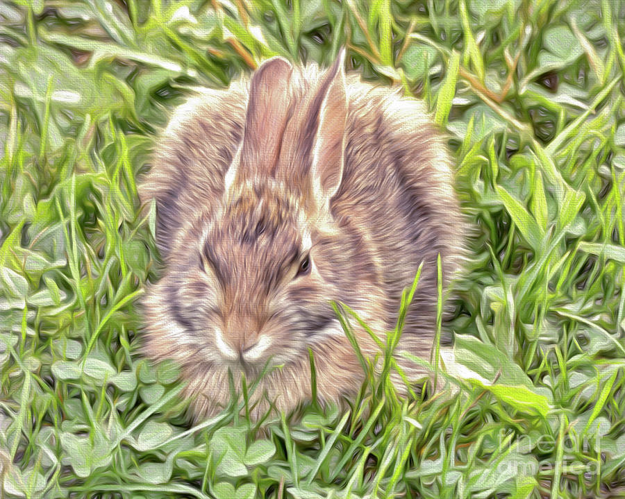 Bunny in the Clover Photograph by Kerri Farley