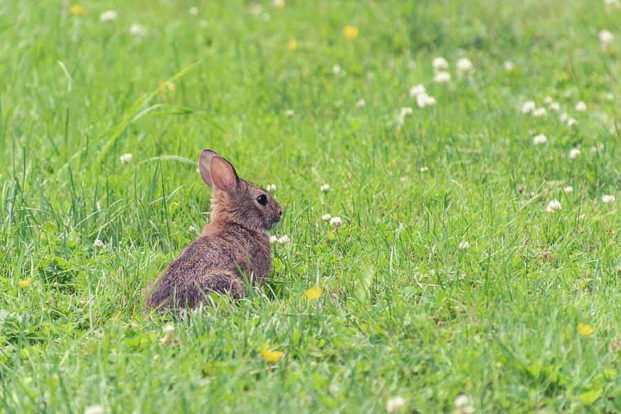 Bunny in the Field Photograph by Sandi Kroll