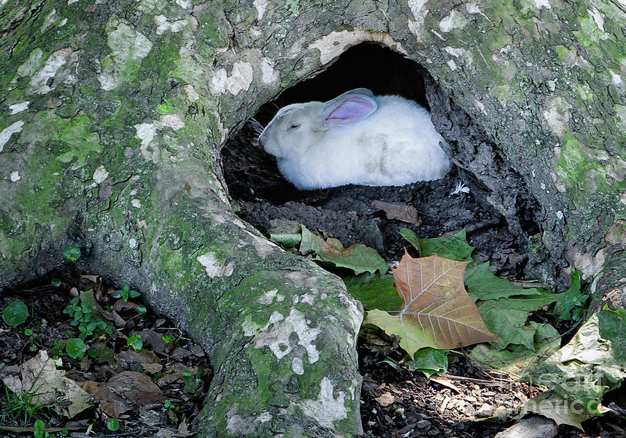 Bunny in the Hollow - Summer Photograph by Kathleen K Parker