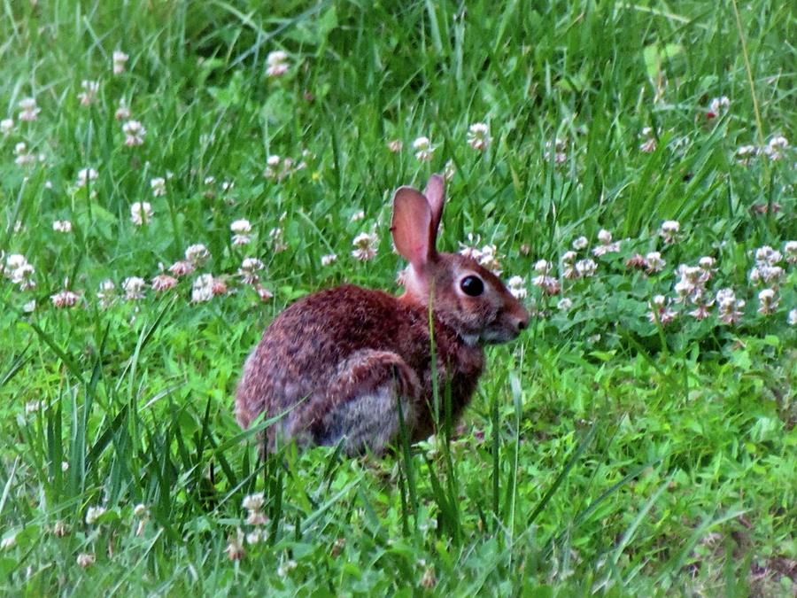 Bunny In The Meadow Photograph by Cynthia Guinn