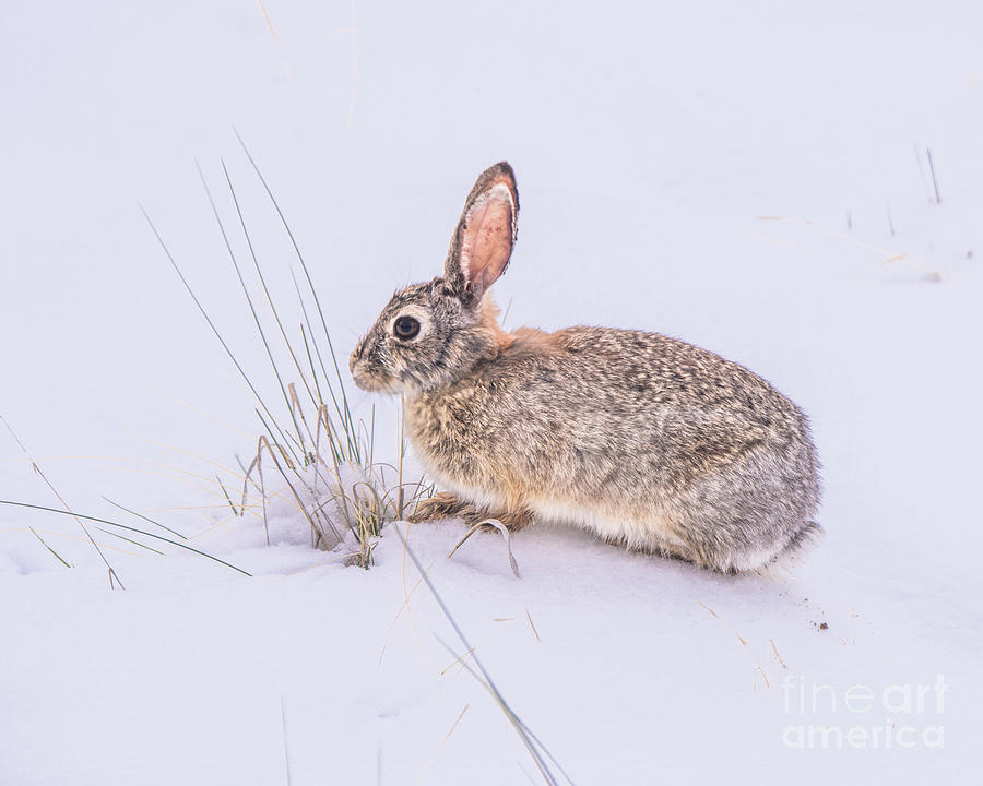 Bunny in the Snow Photograph by Steven Natanson