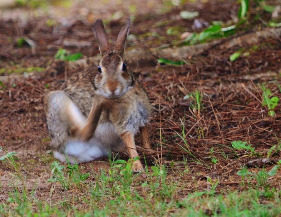 Bunny Itch Photograph by Eileen Brymer