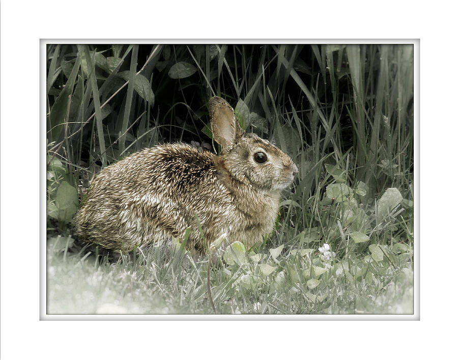 Bunny Photograph by Karen Castillo