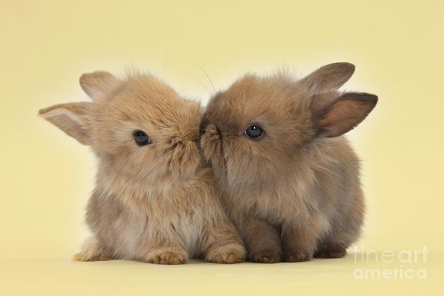 Bunny Kisses Photograph by Warren Photographic