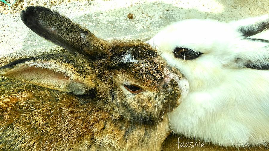 Bunny love  Photograph by Faashie Sha