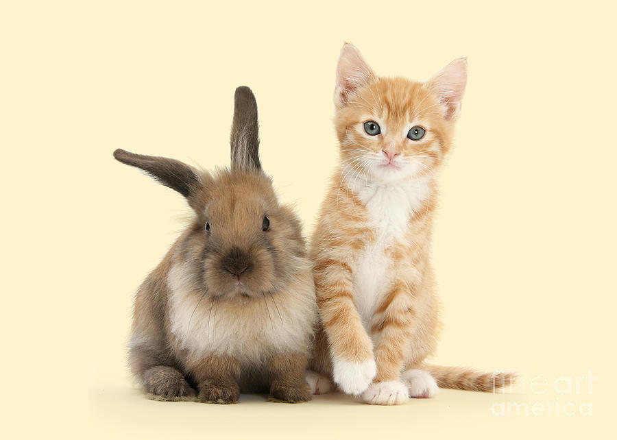 Animal Photograph - Bunny Marvelous and Purrfectly Formed by Warren Photographic